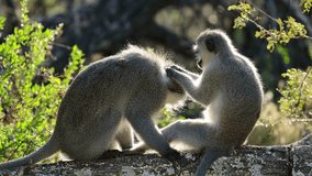 A pair of vervet monkeys (Cercopithecus aethiops) grooming in a tree, South Africa