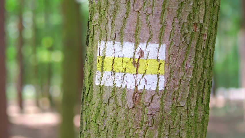 Sign of a tourist trail on the tree in 4K slow motion 60fps