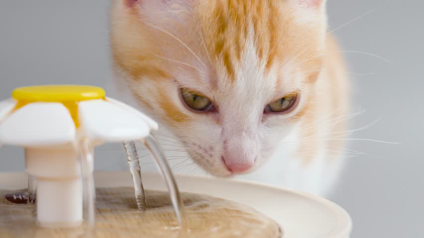 Young ginger kitten drinking water from cat home fountain. Thirsty cute pet close up Royalty-Free Stock Footage #1104963365