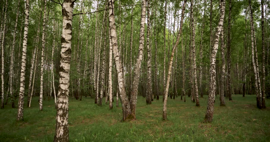 Birch grove. Many young birch trees growing side by side. Background of green fox birches and green grass.  Royalty-Free Stock Footage #1104963537