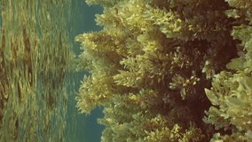 Vertical video, Panorama of thickets Seaweed Brown Sargassum swaying on waves under surface of water reflected in it on bright sunny day in sunshine, slow motion