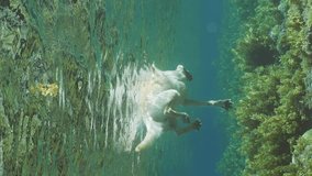 Vertical video, Closeup dog swims on surface of the water over corals bottom covered with Seaweed Brown Sargassum in bright sunny day on sun rays, Slow motion, Underwater shot