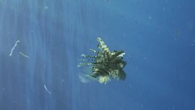 Vertical video, Common Lionfish or Red Lionfish (Pterois volitans) hunting small fish in open sea in blue water in sunburst on daytime, slow motion