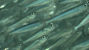 Vertical video, Extreme close-up, Numerous shoal of Sprat fish (Atherinomorus forskalii) swims down sparkling in bright sunrays on sunny day, Slow motion