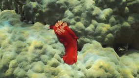 Vertical video, Bright red Sea Slug craws on coral reef in sunrays on daytime. Spanish Dancer Nudibranch (Hexabranchus sanguineus) crawling on hard coral in bright sun rays, Close up, Slow motion