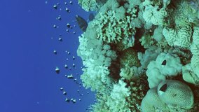 Vertical video, Camera moving forwards over colony of hard corals with variety of tropical fish swimming around, Slow motion