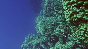 Vertical video, Panorama of hard corals colony at bottom of deep ocean, Slow motion. School of bright tropical fish swims around large hard corals colony on depth