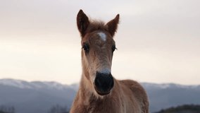 Portrait of cute horse foal looking to the camera in the mountain countryside next to his mother  - Powered by Shutterstock - Get 15% off with code: PIKWIZARD15