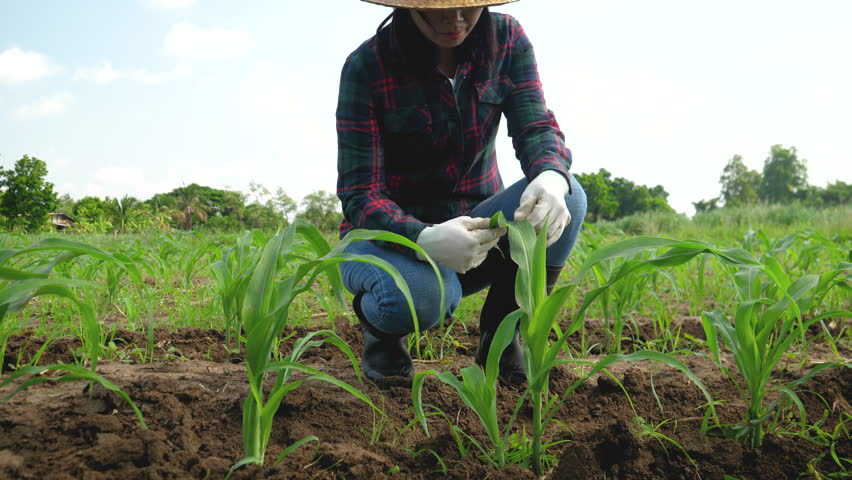 Female farmer touching young sprout of corn on the field. Slow motion, low angle view Royalty-Free Stock Footage #1104969125