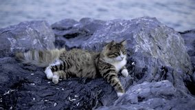 beautiful tabby cat footage videos.