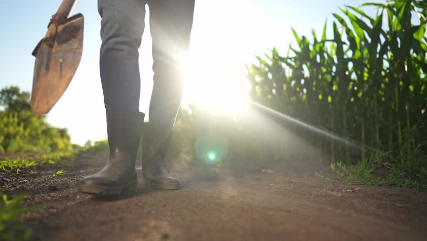 corn farming maize. a farmer walks next to a field of corn holding a shovel close-up of his feet in rubber boots. agriculture business corn concept. farmer feet in sun rubber boots with a shovel Royalty-Free Stock Footage #1104973827