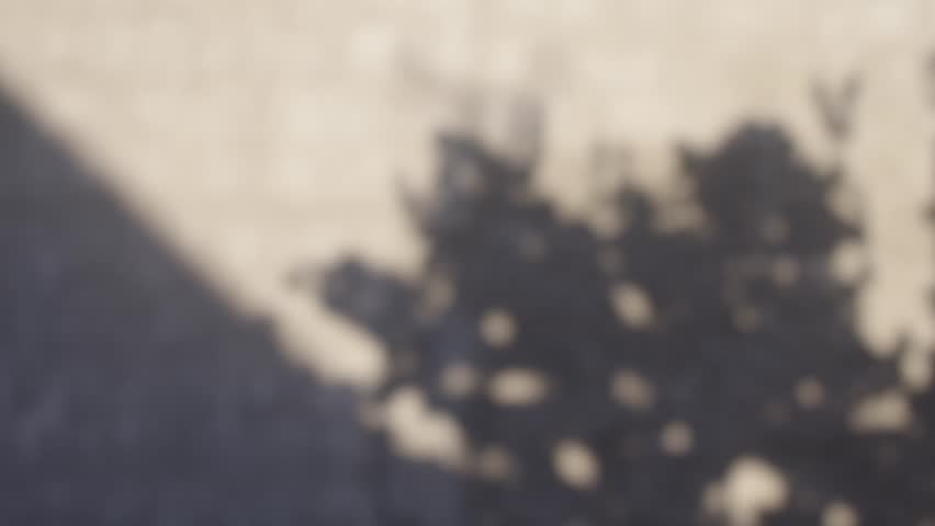The silhouette of the tree leaves of the engine on a gray wall with a texture in sunny summer weather, the silhouette of the leaves and sun glare. 8K downscale, Filmed on cinema camera, 4K.