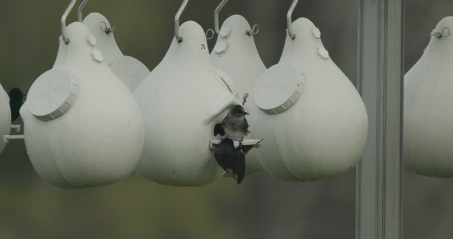 Purple Martin Male Female Martins Nesting at Bird House or Birdhouse Colony