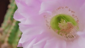 Pink cactus flower close-up in motion