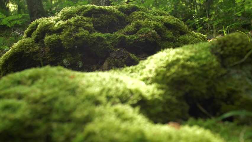 A cobweb glistens in a bright sun glare over moss on a stone in the forest. Juicy tasty landscape. The happiness of unity with nature. Wonders of nature. Slow motion camera moves with rolling focus Royalty-Free Stock Footage #1104981277
