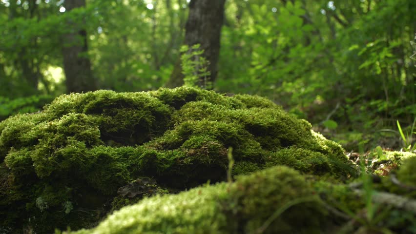 Bright sun glare over green moss on a stone in the forest. Juicy tasty landscape. The happiness of unity with nature. Feast of the soul and body. Wonders of nature. Slow motion camera moves Royalty-Free Stock Footage #1104981295