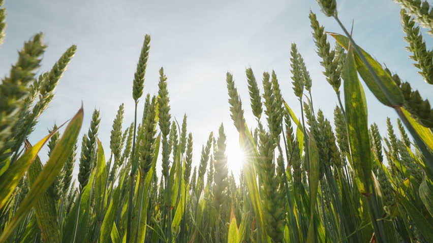 Green wheat summer wind sunset slow motion slide against blue sky lens flares. Sun's rays are wheat plant. Agronomy Relax. Agro farm. Eco Agriculture. Go Everywhere Royalty-Free Stock Footage #1104989955
