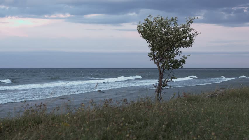 Lone tree on a Baltic sea beach with waves hitting the beach. Branches and leaves and grass rustling in the wind