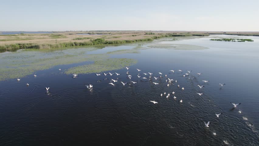 Drone wildlife large bird shot flying over flock of pelicans on large lake in Danube Delta Romania