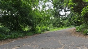A winding path of broken and cracked concrete leads uphill through a forested area adorned with classic park lamps and handmade log benches nestled among evergreen trees. - Powered by Shutterstock - Get 15% off with code: PIKWIZARD15