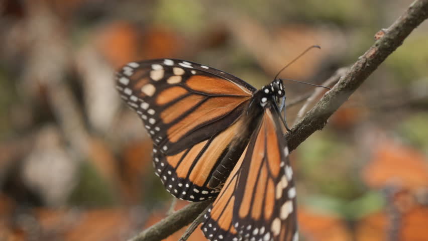 A monarch butterfly climbs along a branch in the Monarch Butterfly Biosphere Reserve in Mexico. A close up shot with shallow focus. Many butterflies can be seen out of focus in the background.