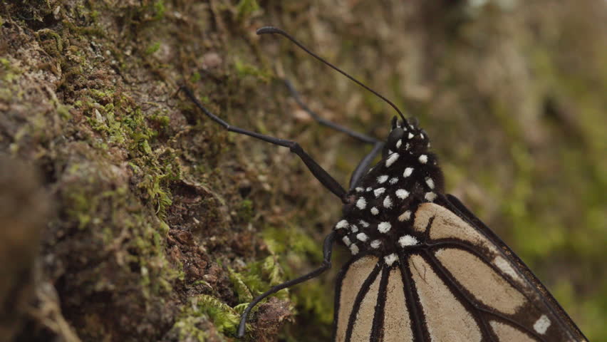 An extreme close up of a Monarch butterfly resting on a tree in the Monarch Butterfly Biosphere Reserve in Mexico.