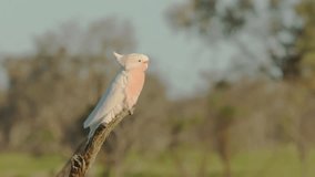 a slow motion clip at sunset of major mitchell's cockatoo perching on a tree branch at western queensland, australia