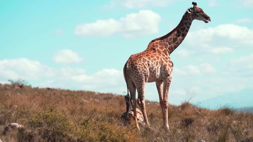 giraffe standing in the wilderness