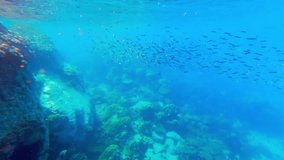 A video showing multiple fish swimming near the surface of the sea in Thailand