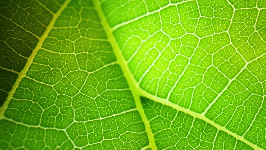 A macro video of mulberry leaves showcases their intricate details, vibrant colors, and the subtle movements that bring them to life. A unique perspective on the beauty and complexity of nature. 4K
 Royalty-Free Stock Footage #1105005175