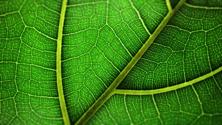 Agricultural technologies for growing plants and scientific research in the field of biology and chemistry of nature. Living green leaf with scientific data . Organic digital background Royalty-Free Stock Footage #1105005639