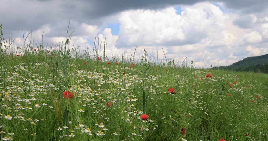 Timelapse cumulus clouds over a field of daisies