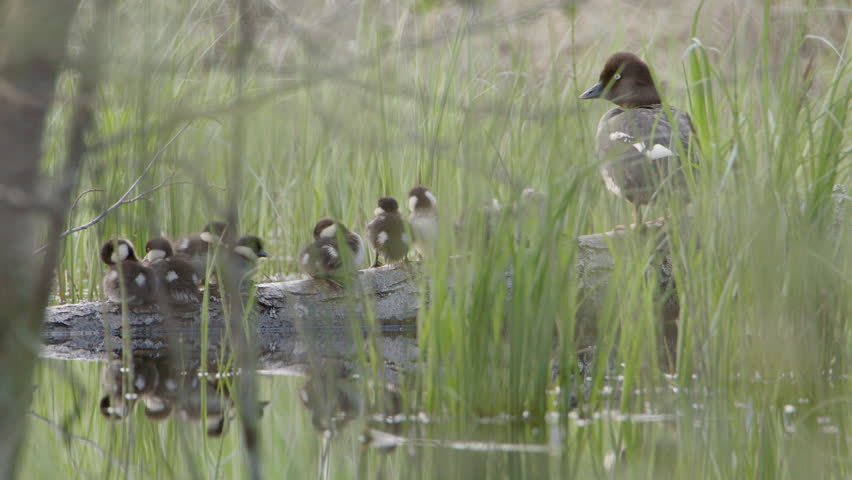 Female goldeneye sits on fallen tree trunk in pond with cute brood of ducklings