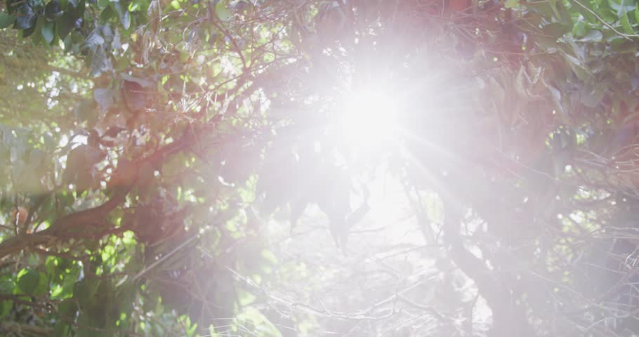 Solar flare pan down shot of a orb weaver spider sitting in the middle of its spider web waiting for its next meal.