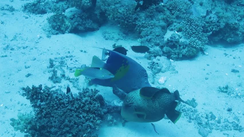 Yellowbar Angelfish and Blue-and-gold triggerfish at the bottom of the Red sea in Egypt, travel concept | Shutterstock HD Video #1105015491