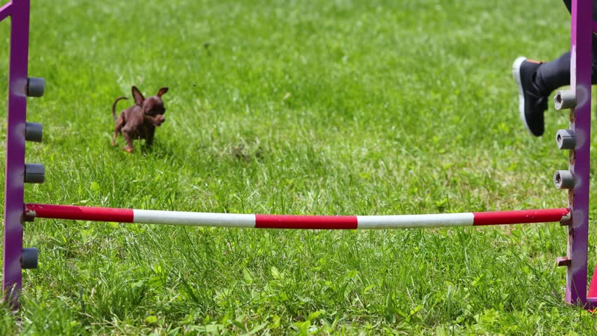 Toy terrierat outdoor competitions in sunny summer time. Overcoming obstacles for dexterity
