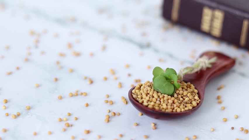 Mustard seeds spilled on white with wooden spoon, green plant, and closed holy bible book in the background. Faith parable, belief in God Jesus Christ, Christian biblical concept. A close-up.