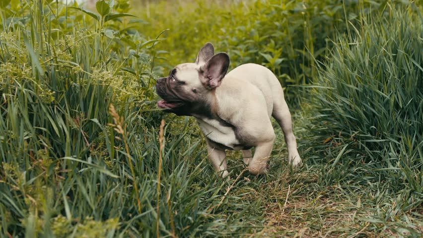 french bulldog eating grass playing in the grass Royalty-Free Stock Footage #1105016219