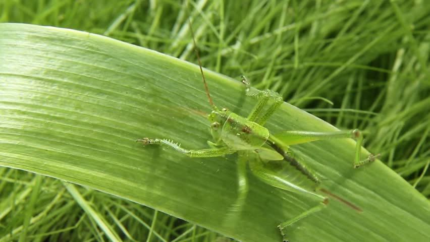 A green grasshopper crawls on a plant. A grasshopper on a green leaf. A predatory insect in the wild.