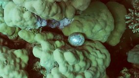 Vertical video, Unicellular organisms Bubble algae, Sea grape, Sailor's eyeballs (Valonia ventricos) on hand corals, Camera moving forwards approaching the unicellular algae, Slow motion