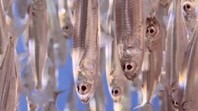 Vertical video, Extreme close-up of a large Sprat fish (Atherinomorus forskalii) swimming in the blue water sparkling on bright sunbeams, Slow motion