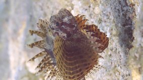 Vertical video, Zebra fish swim over rocky bottom covered with algae. Zebra Lionfish, Red Sea Dwarf Lionfish or Zebra Turkeyfish (Dendrochirus zebra, Dendrochirus hemprichi)