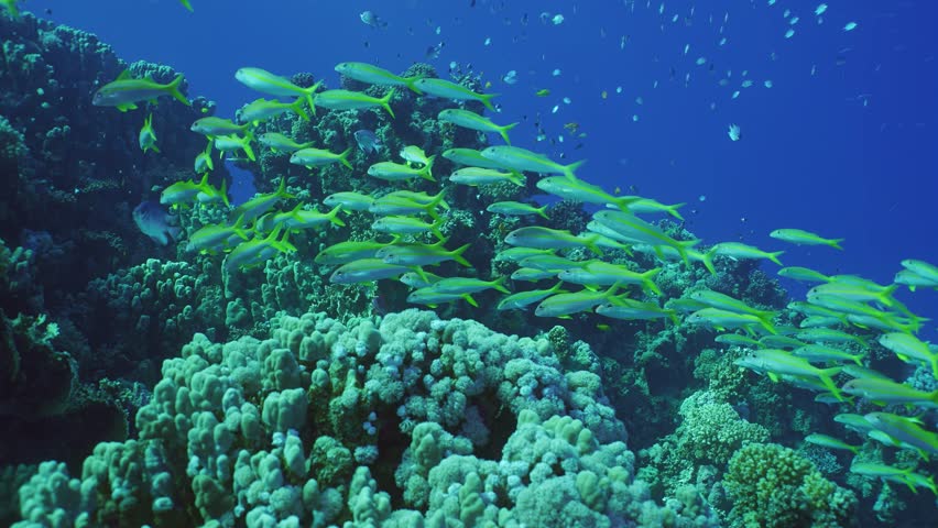 Large school of vibrant yellow, Yellowfin Goatfish (Mulloidichthys vanicolensis) swims on coral garden in crystal-clear, vivid, deep blue water on bright sunlight, slow motion