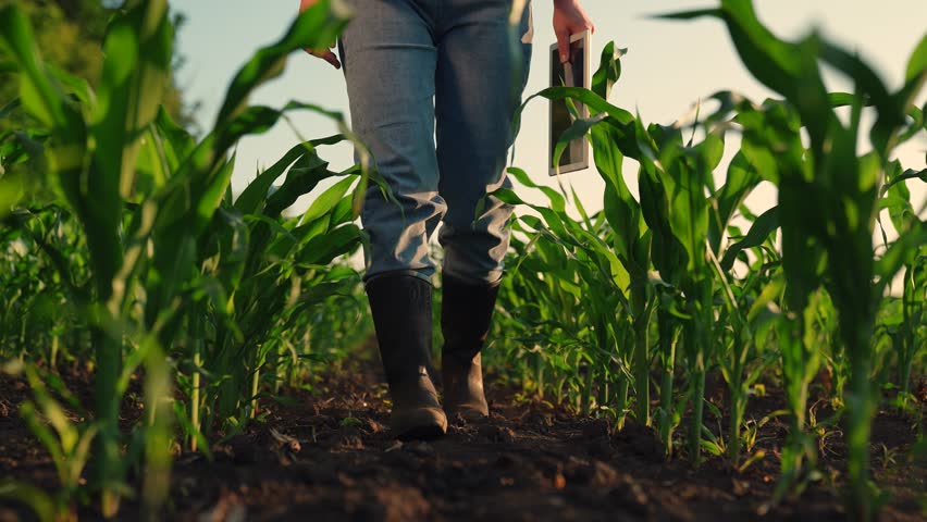 Farmer's feet in rubber boots go across field. Farmer walks through an agricultural field, holding tablet in hand. Owner farm walking through cornfield. Use of computer tablet in agricultural business Royalty-Free Stock Footage #1105020351