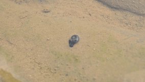 The snail is walking inside the water.  It has come to the water's edge in search of food. Marine life. Underwater animal video. 