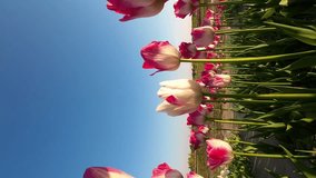 Blooming Tulips: A Beautiful Vertical Video of a Field