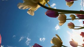 Yellow and pink tulips with the blue sky and the setting sun in the background. Vertical video