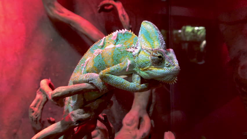 Yemen chameleon or Chamaeleo calyptratus with rotating eyes set on red backdrop. Royalty-Free Stock Footage #1105024901