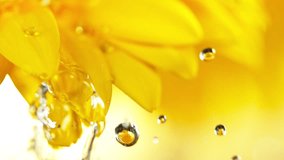 Super slow motion of falling drop of water on colored gerbera blossom. Filmed on high speed cinema camera, 1000 fps. Macro shot. - Powered by Shutterstock - Get 15% off with code: PIKWIZARD15
