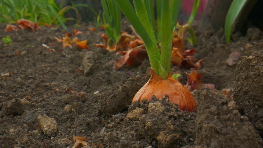 Sprouted onion bulbs in the ground. Selective focus. nature.
